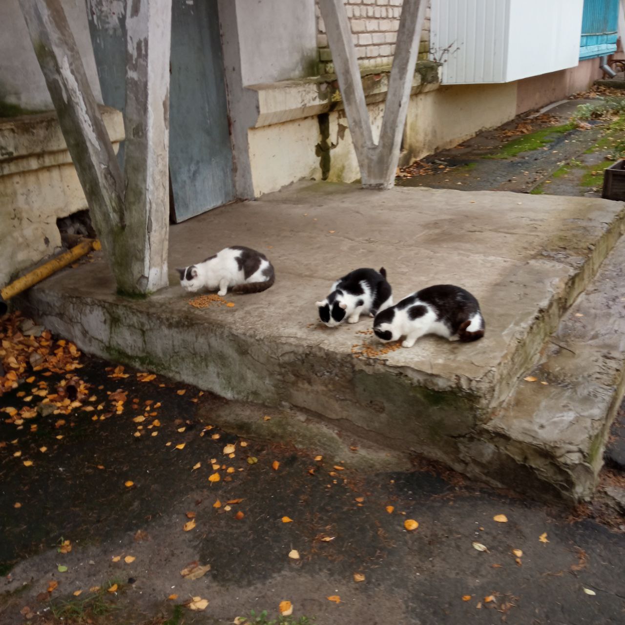 Другий виїзд до Ізюма - зображення 10