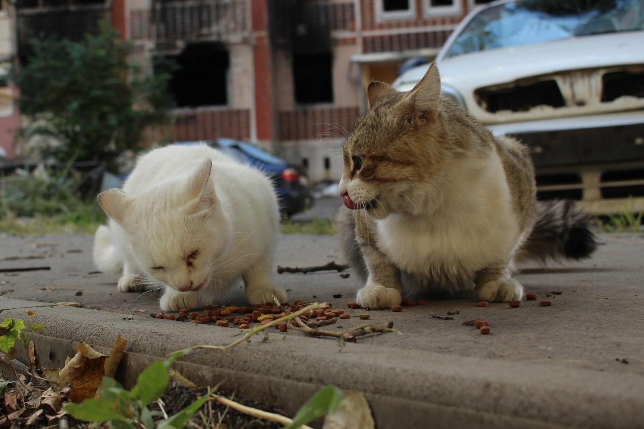 Допомога домашнім тваринам