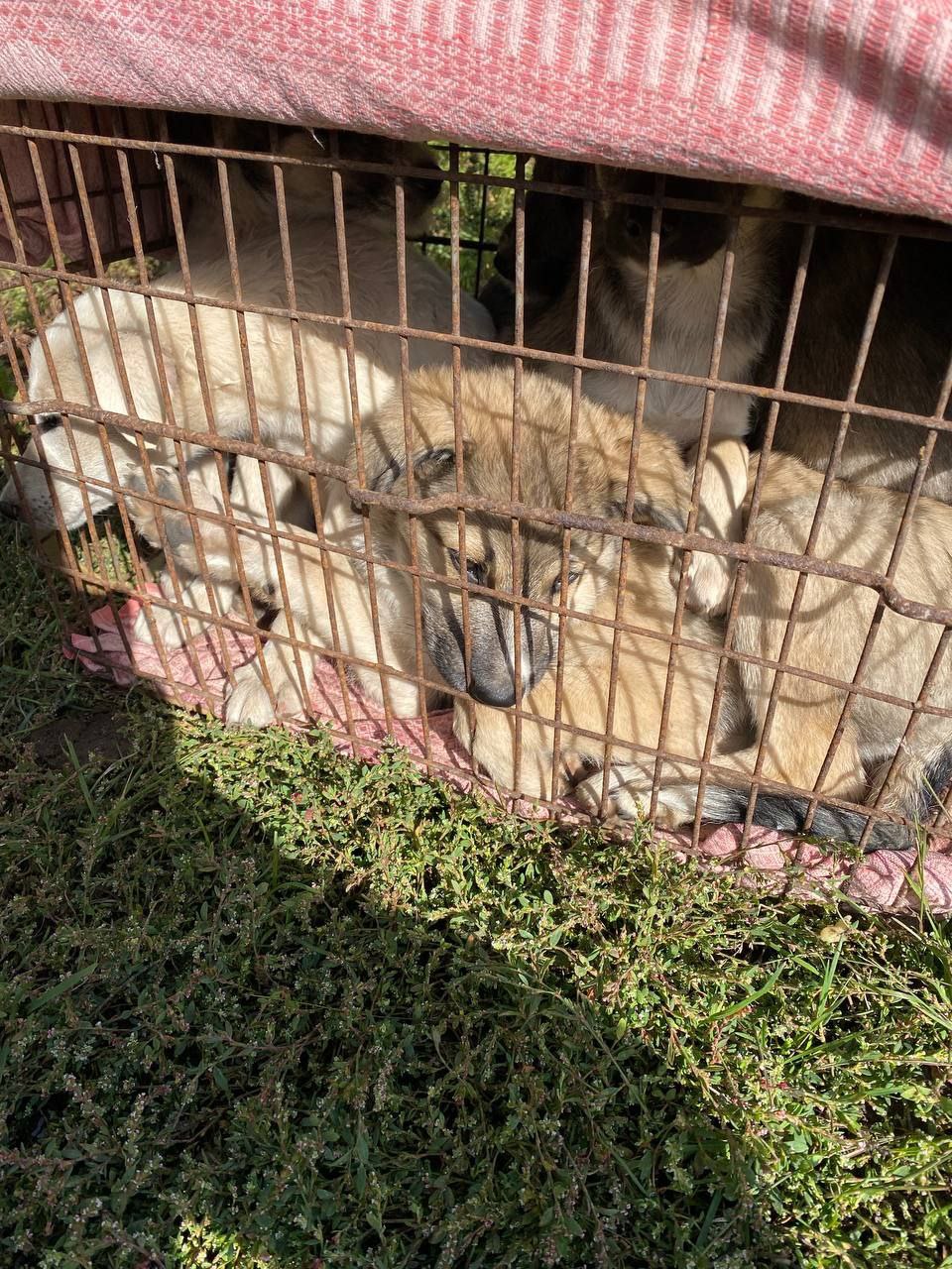 Виїзд до Шестакового - зображення 22